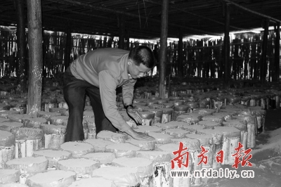 左拔村村民钟国红在照料自己家的灵芝,该村过半的贫困户都有自己的灵芝种植场。本版摄影 南方日报记者 梁文悦