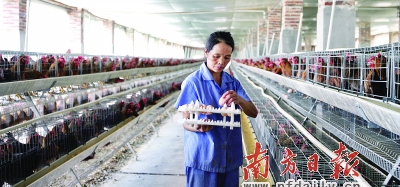 清远鸡产业化经营给农民带来了经济效益,也盘活了清远麻鸡品牌价值。 李细华 摄